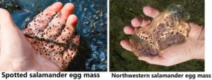Spotted salamander eggs