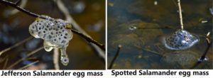 Spotted and Jefferson Salamander egg mass