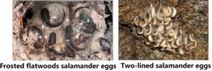 Salamander eggs close to hatching