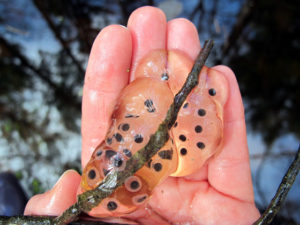 Jefferson salamander eggs on a stick