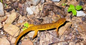 Adult eastern newts are only mildly poisonous