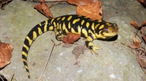 Eastern Tiger salamander