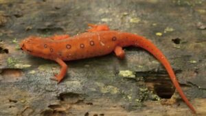 Eastern newts are highly toxic in their red eft juvenile phase