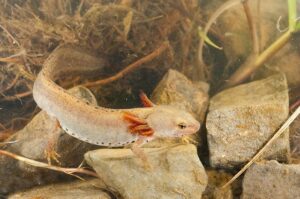 Neotenic adult newt with gills