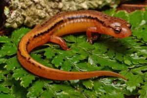 Northern two lined salamander