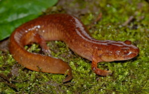 Northern spring salamander