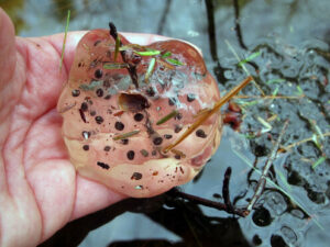 Spotted salamander eggs have a very firm texture