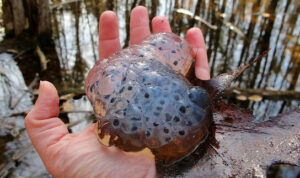 Spotted salamander eggs hold their shape
