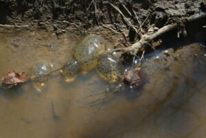 Spotted salamander eggs in a puddle