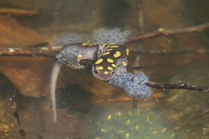 Spotted salamander laying eggs