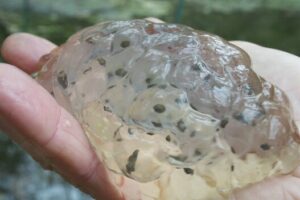 Spotted salamander egg mas is covered in an outer layer of jelly