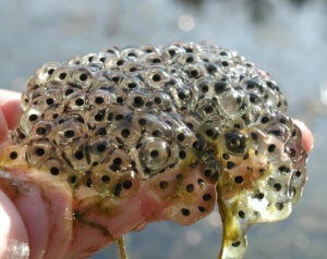 Wood frog egg mass with contour