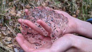 Wood frog eggs have a very loose texutre