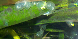 Axolotl egg