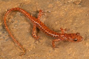 Cave salamander, also called spotted tail salamander