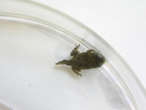 Toad tadpole going through A developed toad metamorphosis