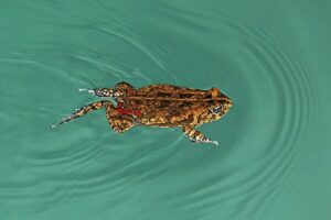 African common toad swimming
