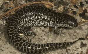 Ambystoma bishopi reticulated flatwoods salamander