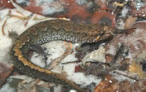 Apalachicola Dusky Salamander Desmognathus apalachicolae
