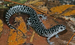 Frosted flatwoods salamander
