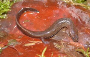 Many lined salamander