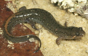 Southern dusky salamander