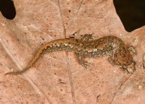 Spotted dusky salamander
