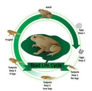 Toad life cycle