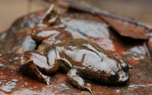 Bornean Flat-Headed frog