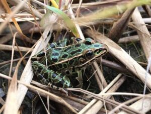 Leopard Frog on grass