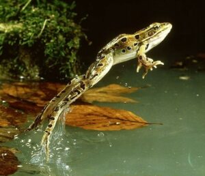 Leopard frogs can leap up to three feet
