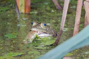 American bullfrog eating a water snake