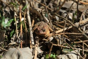 As a first line of defense, American toads can blend into their environments