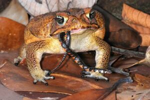 Cane toad eating a snake
