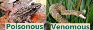 Pickerel frogs are poisonous but not venomous