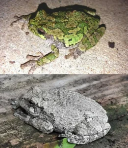 There are two species of gray tree frog