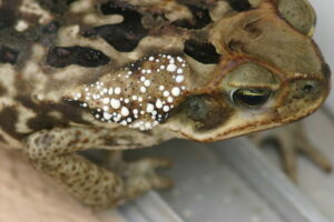 Toads store most of their their poison in their parotid glands