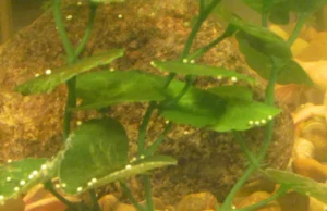 African clawed frog eggs