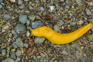 Banana slugs have toxic mucus so some frogs will avoid eating them