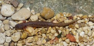 Barton Springs Salamander (Eurycea Sosorum)