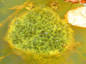 Frog eggs close to hatching with algae growth