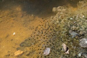 Frog spawn close to hatching