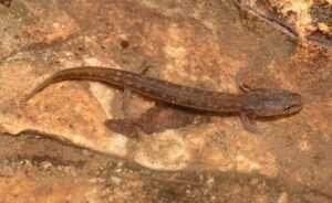 Georgetown Salamander (Eurycea Naufragia)