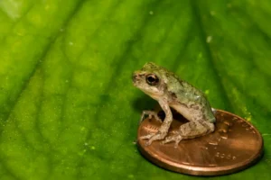 Gray tree frog metamorph on a penny