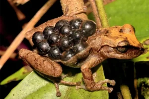 Horned marsupial frog with eggs on its back