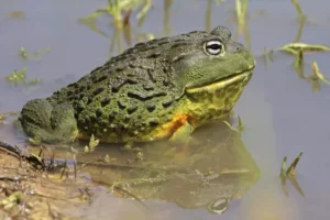 Male African bullfrogs protect their tadpoles from Predators