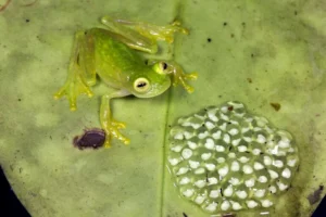 Male glass frog with eggs
