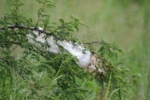 Nest of the gray foam treefrog