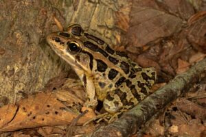 Pickerel frogs secrete skin toxins, so many snakes will avoid eating them