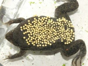 Surinam toad with eggs on its back
